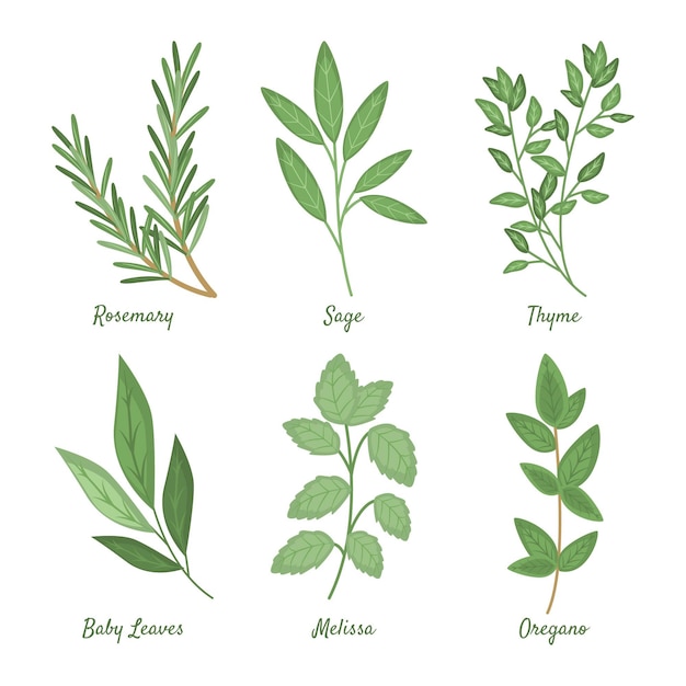 Free vector detailed essential oil herb collection