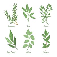 Detailed essential oil herb collection