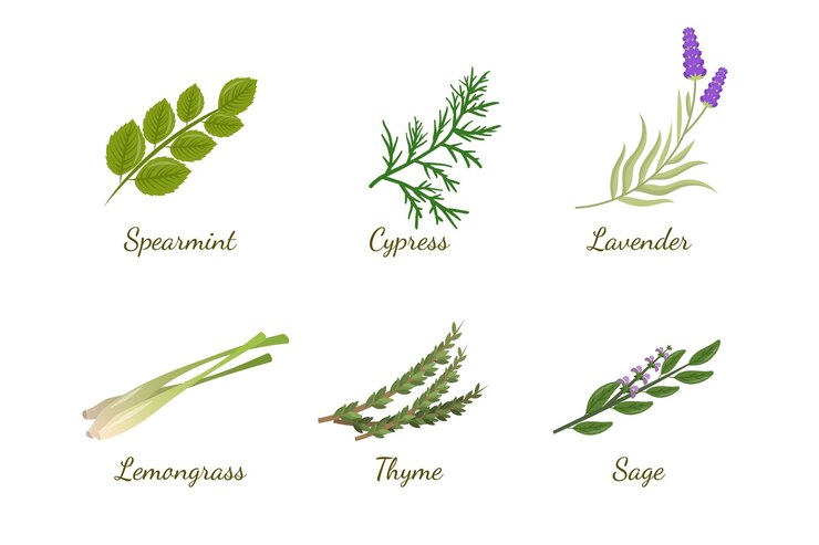 Free Vector detailed essential oil herb collection