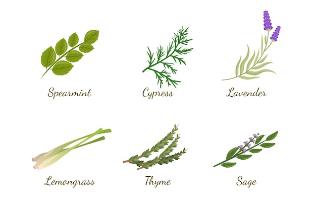 Detailed essential oil herb collection