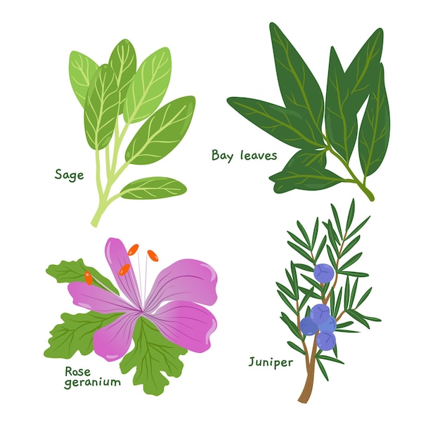 Free vector detailed essential oil herb pack