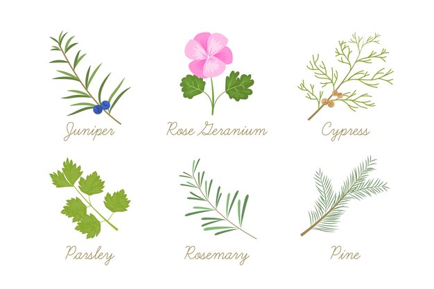 Detailed essential oil plants collection