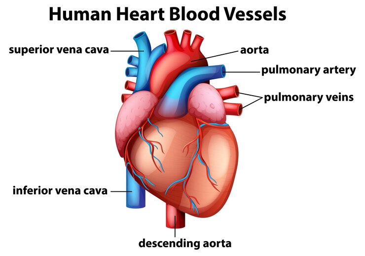 Free Vector detailed human heart anatomy vector illustration