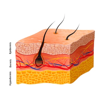 Детальная структура человеческой кожи, медицинская иллюстрация