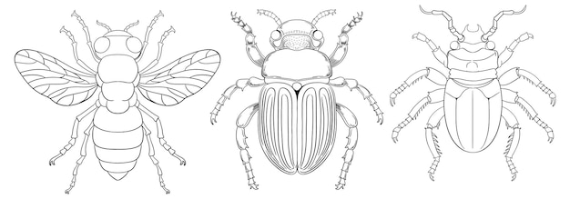 Free vector detailed insect vector illustrations set