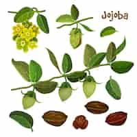 Vettore gratuito raccolta dettagliata di elementi di jojoba