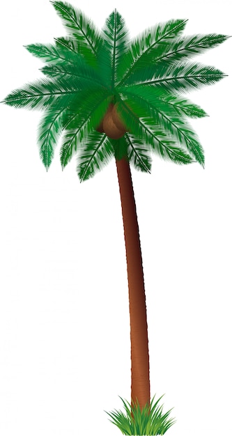 Detailed palm tree