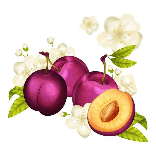 Detailed plum fruit and flowers illustration
