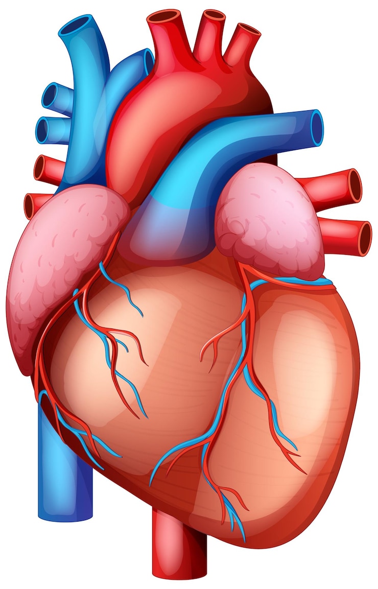 Free Vector detailed vector illustration of a human heart