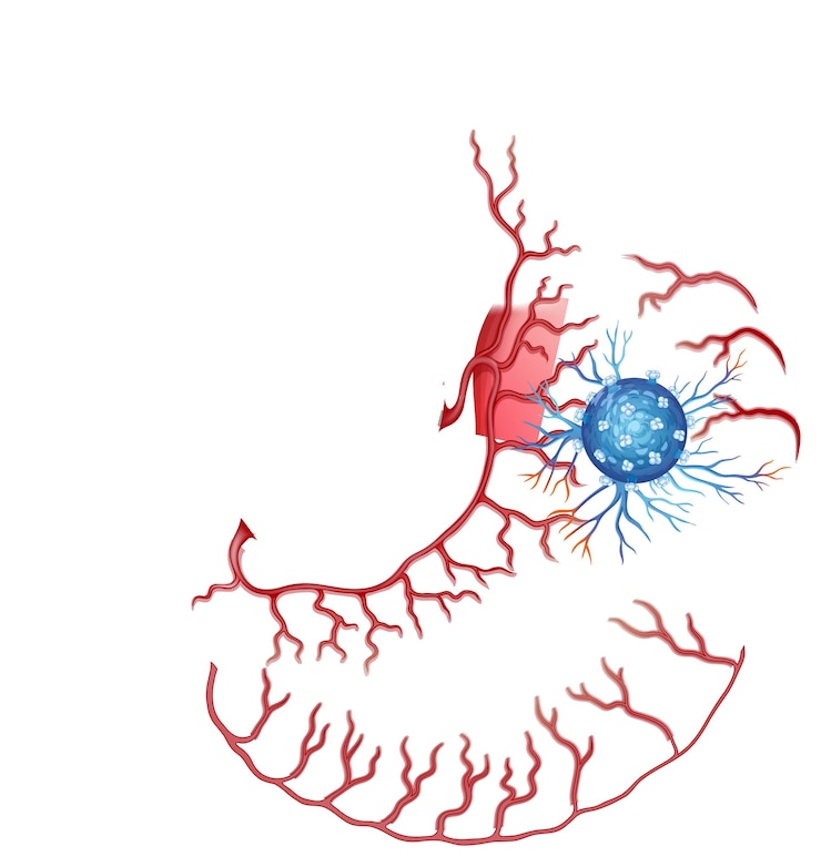Free Vector detailed vector illustration of human stomach anatomy