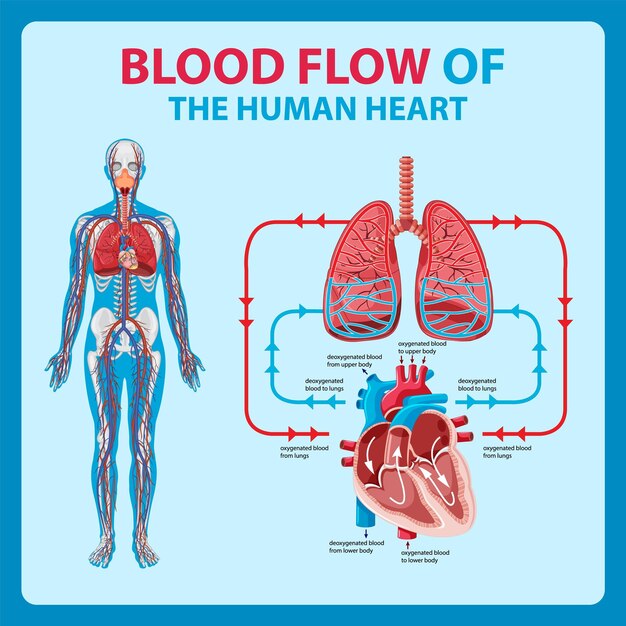 Diagram of blood flow in human heart