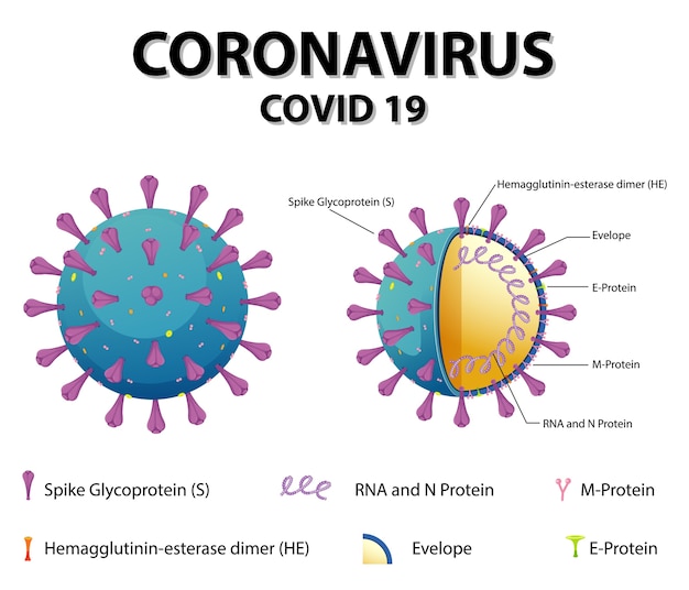 Vettore gratuito diagramma della struttura delle particelle del virus corona
