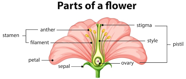 Vettore gratuito schema di diverse parti del fiore