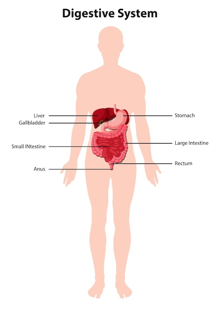 Vettore gratuito diagramma del sistema digestivo umano