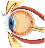 Free vector diagram of human eyeball anatomy