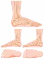 Free vector diagram of human foot bone
