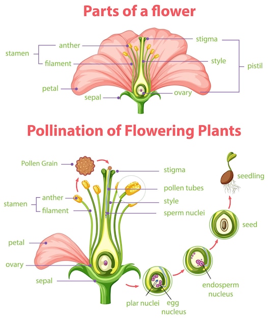 顕花植物の受粉の図