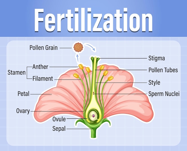 Vettore gratuito schema di impollinazione delle piante da fiore