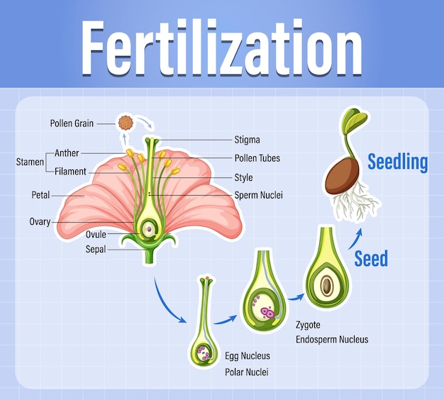 Vettore gratuito schema di impollinazione delle piante da fiore