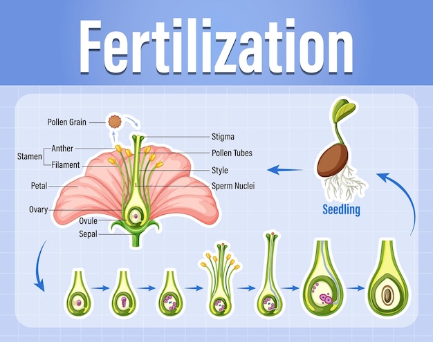 Free vector diagram of pollination of flowering plants