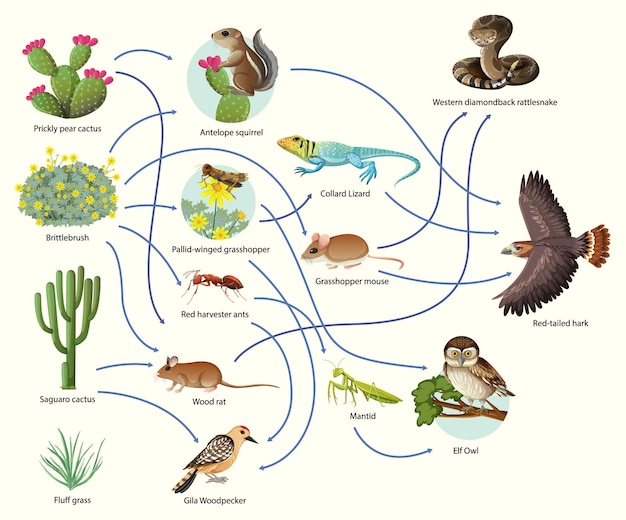 Diagramma che mostra la catena alimentare animale su sfondo bianco