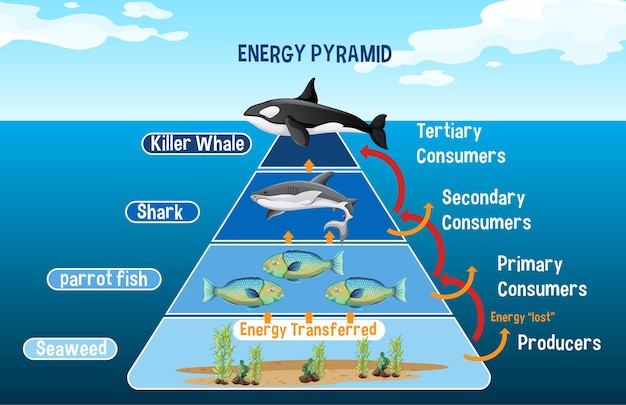Free vector diagram showing arctic energy pyramid for education