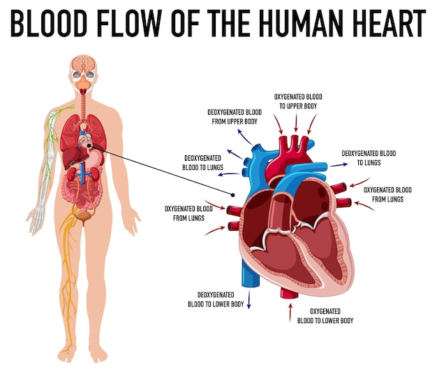 人間の心臓の血流を示す図
