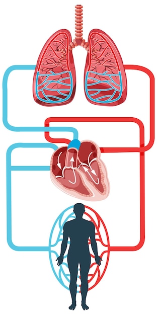 Vettore gratuito diagramma che mostra il flusso sanguigno del cuore umano