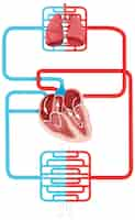 Free vector diagram showing blood flow of the human heart