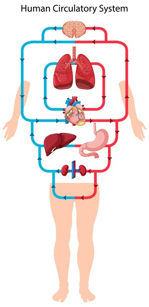 Free vector diagram showing blood flow of the human heart