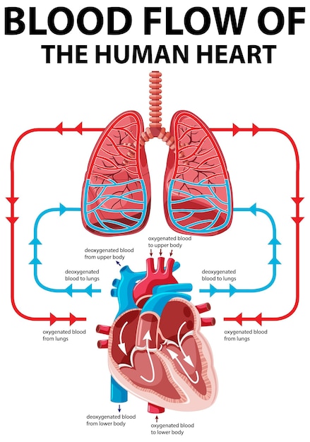 Diagramma che mostra il flusso sanguigno del cuore umano