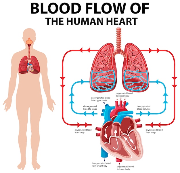 Free vector diagram showing blood flow of human heart