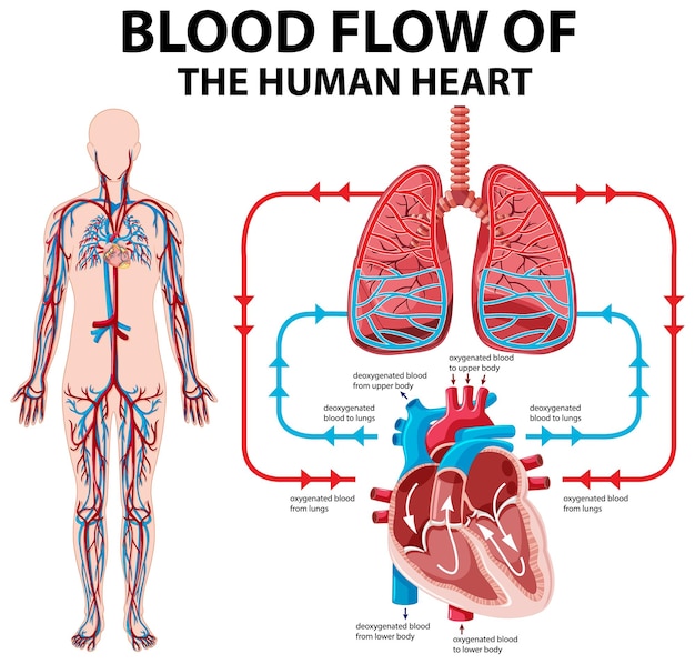 Diagramma che mostra il flusso sanguigno del cuore umano