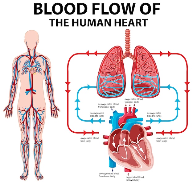 Diagram showing blood flow of human heart