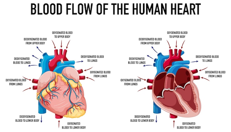 Free Vector diagram showing blood flow of human heart