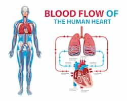 Бесплатное векторное изображение Диаграмма, показывающая кровоток в сердце человека