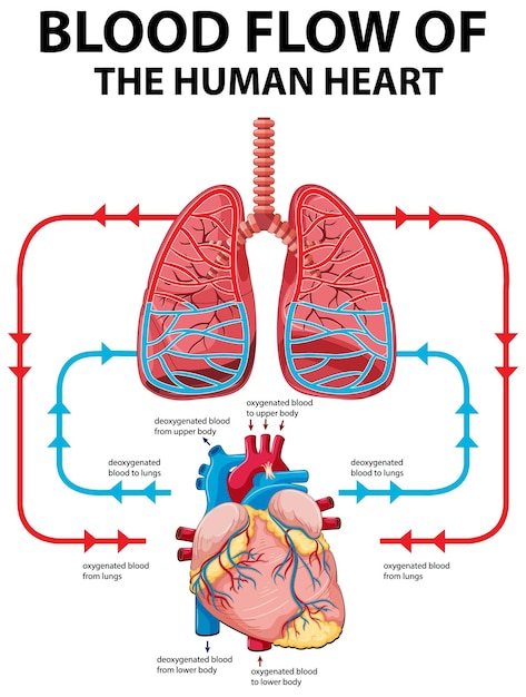 무료 벡터 인간의 심장의 혈류를 보여주는 다이어그램