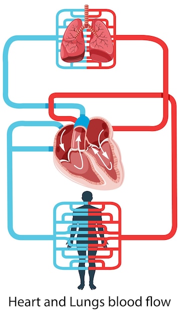 무료 벡터 인간 심장의 혈류를 보여주는 다이어그램