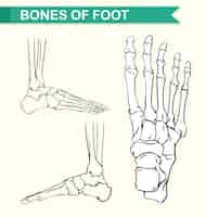 Free vector diagram showing bones of foot