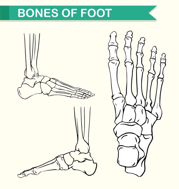 발 뼈를 보여주는 다이어그램