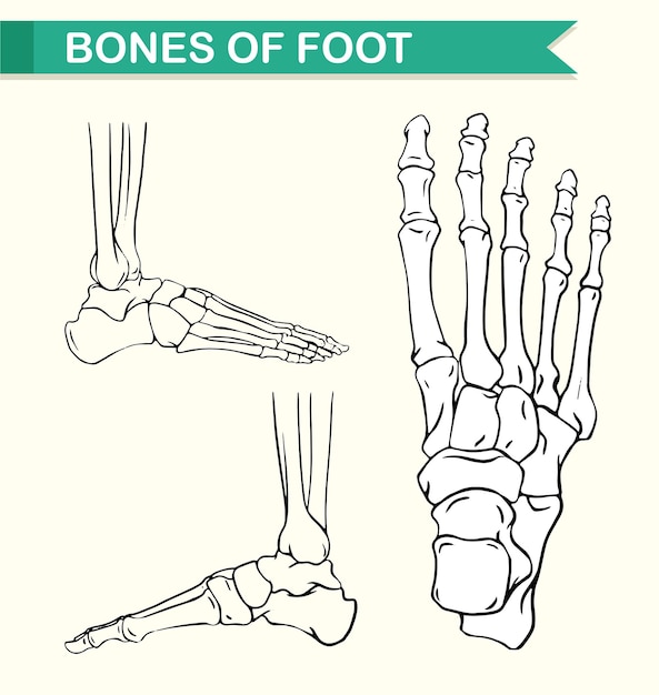 Diagram showing bones of foot