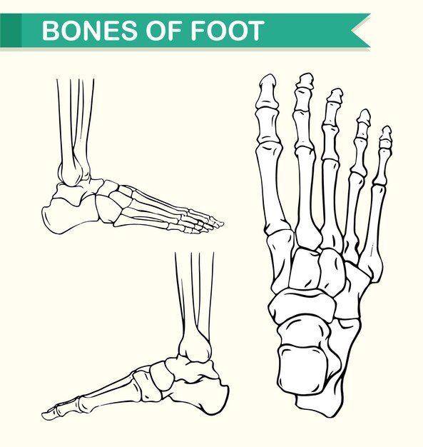 Diagram showing bones of foot