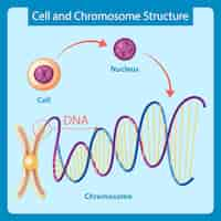 무료 벡터 세포 및 염색체 구조를 보여주는 다이어그램