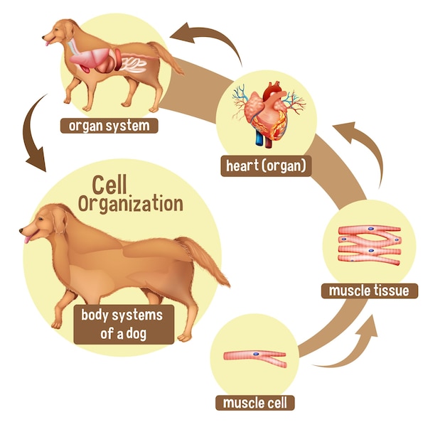 Free vector diagram showing cell organization in a dog