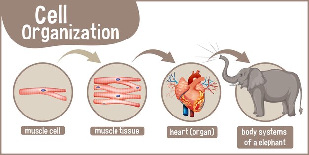 Diagram showing cell organization in a elephant
