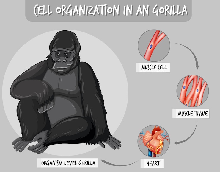 Free Vector diagram showing cell organization in a gorilla