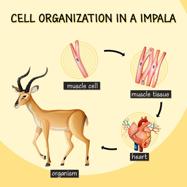 Free vector diagram showing cell organization in a impala