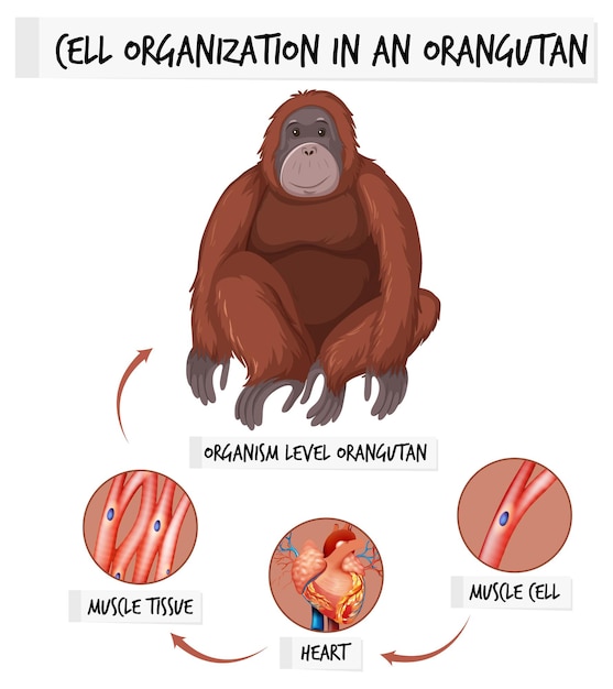 무료 벡터 오랑우탄의 세포 조직을 보여주는 다이어그램