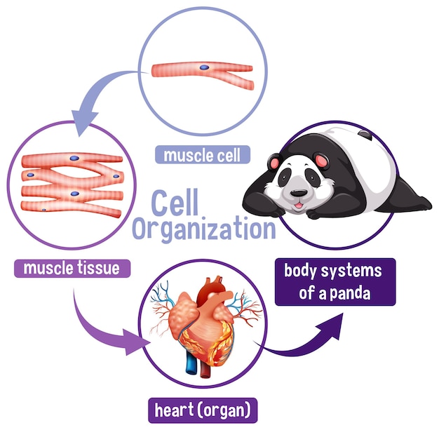 무료 벡터 팬더의 세포 조직을 보여주는 다이어그램