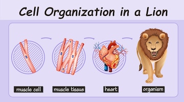 Animal cell Vectors & Illustrations for Free Download | Freepik Animal cell Vectors & Illustrations for Free Download | Freepik